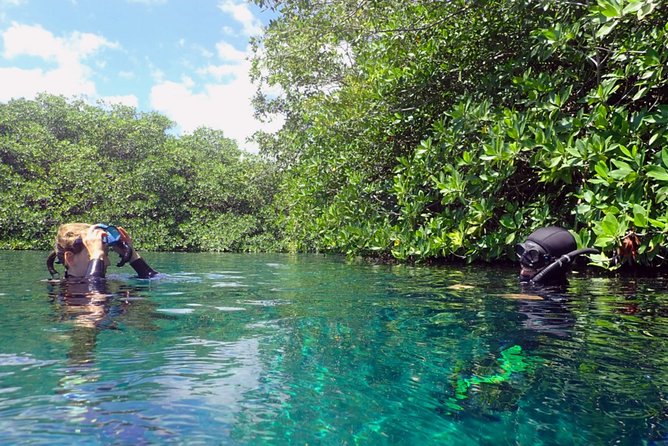 Freediving Intro for Beginners in a Cenote in Tulum Mexico - Should you book the Casa Cenote free-diving lesson?