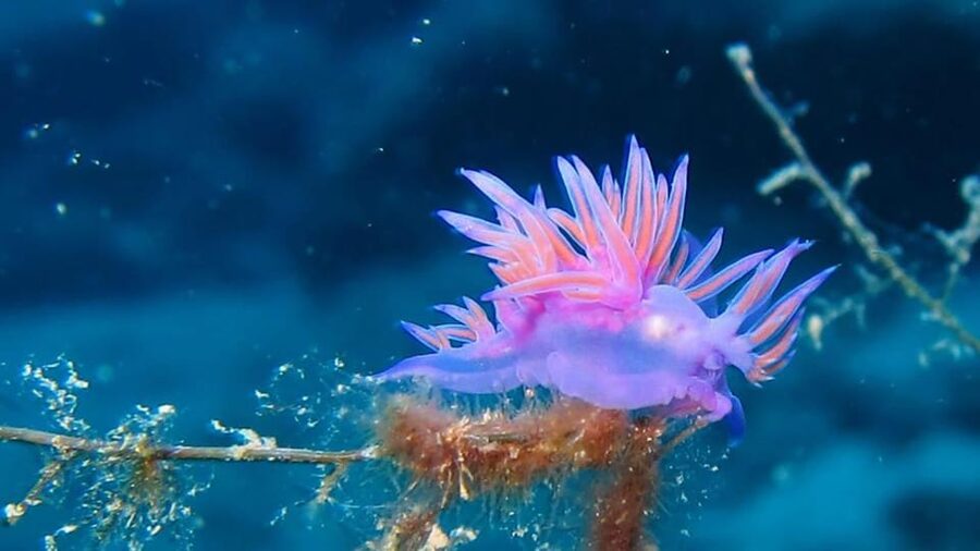 From Alanya: Scuba Diving Tour with Hotel Transfers - What the $67 price really covers