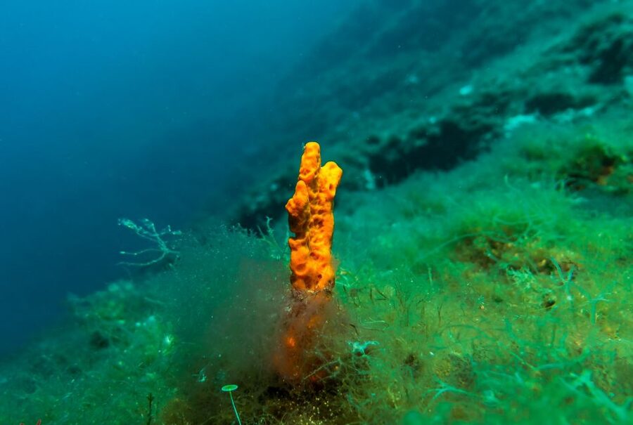 From Athens: Scuba Diving at the Blue Hole - Meeting the instructor and preparing safely
