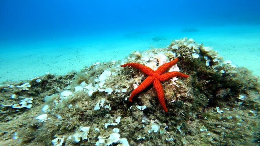 From Barcelona: Tossa de Mar Scuba Diving and 3-Course Meal - Your First Mediterranean Underwater Session