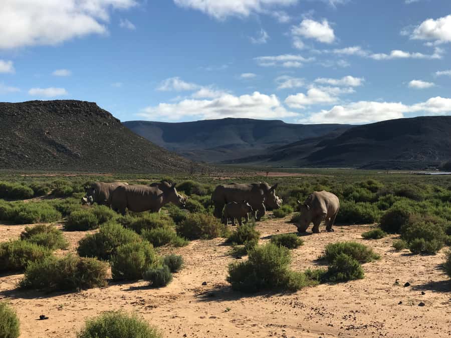 From Cape Town: 2-Day Garden Route Safari with Shark Diving - Key points at a glance