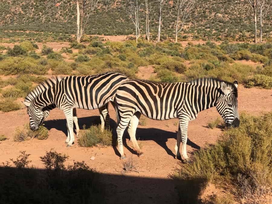 From Cape Town: 2-Day Garden Route Safari with Shark Diving - The four-star lodge and the first safari drive