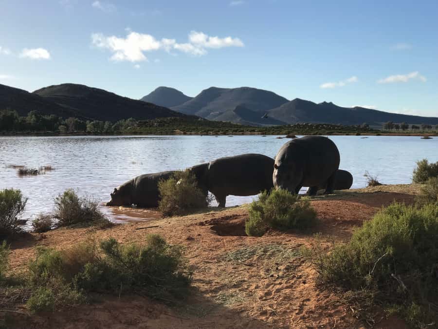 From Cape Town: 2-Day Garden Route Safari with Shark Diving - What the safari drives are really like