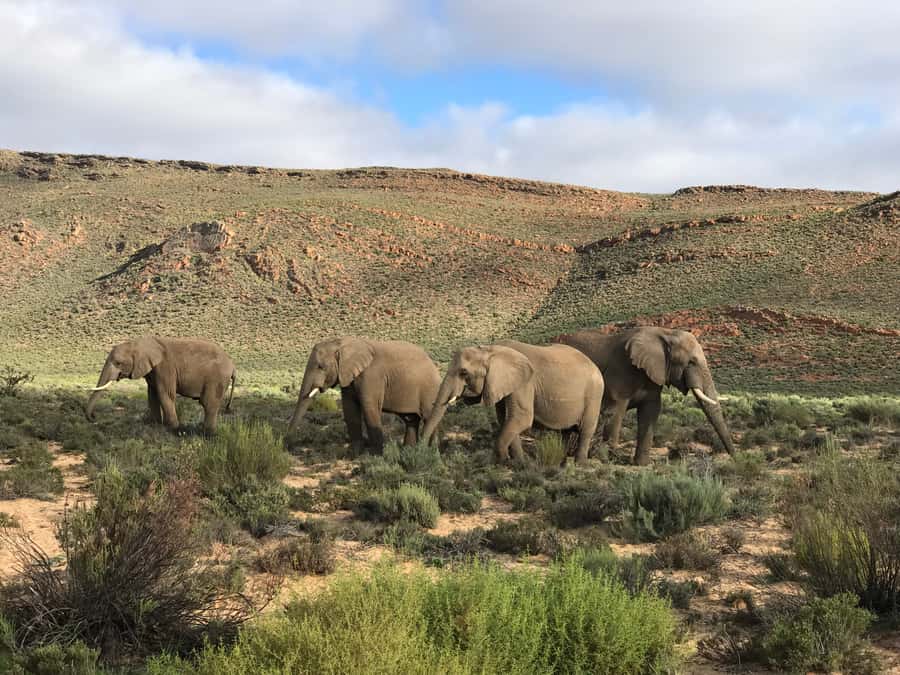 From Cape Town: 2-Day Garden Route Safari with Shark Diving - Is $401 good value?