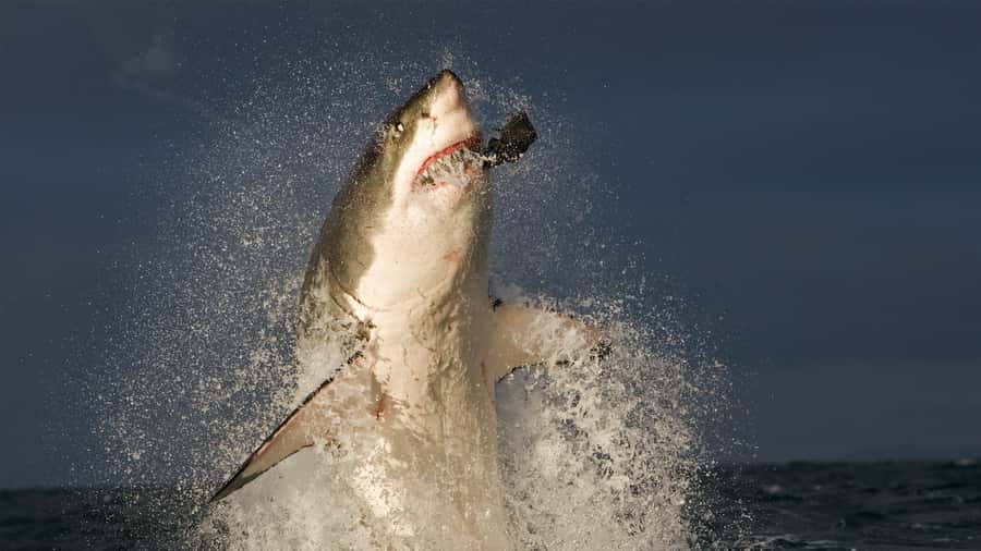 From Cape Town: Gans Bay Shark Cage Diving - Key Points About the Gansbaai Shark Experience