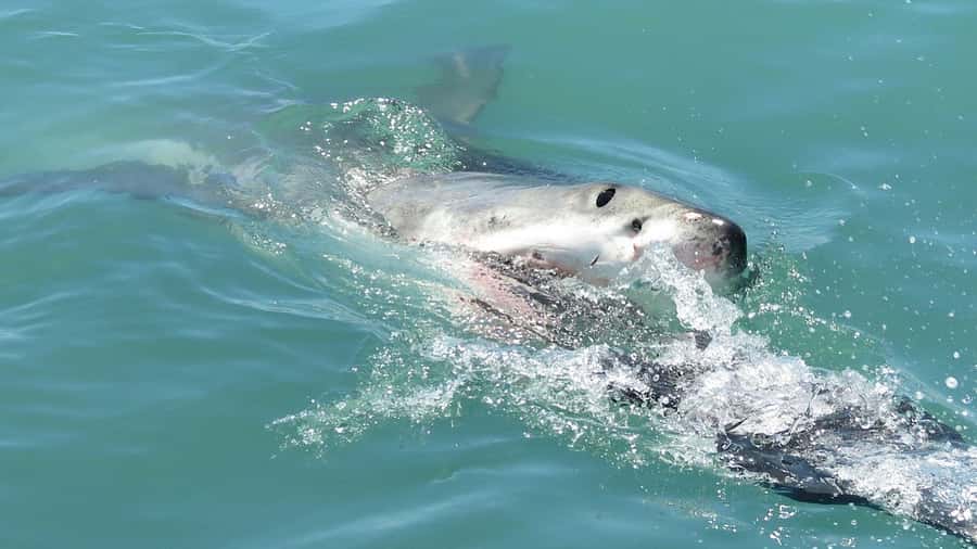 From Cape Town: Shark Cage Diving and Penguin Tour - Leaving Cape Town before sunrise