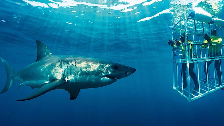 From Cape Town: Shark Cage Diving and Penguin Tour - What you may see beneath the boat