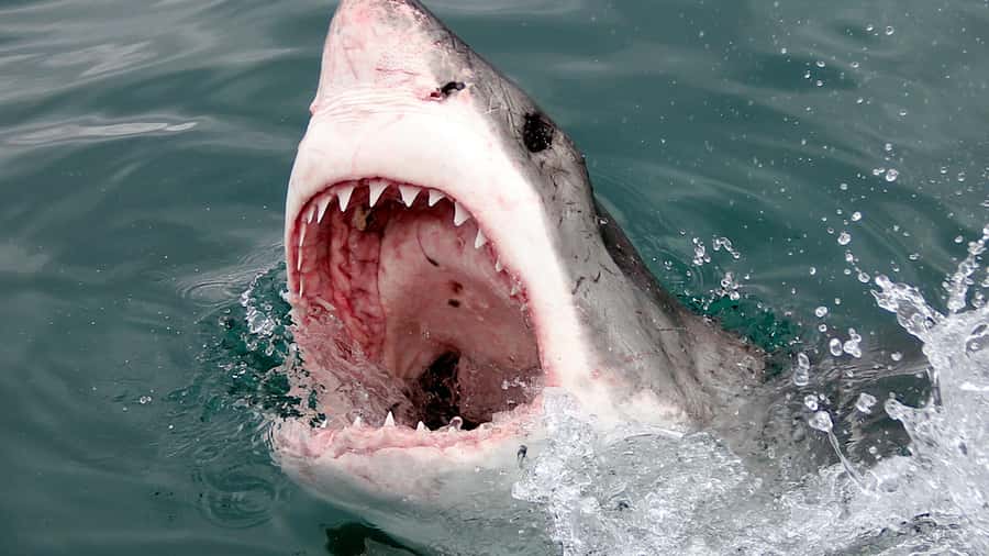 From Cape Town: Shark Cage Diving and Penguin Tour - The penguins at Stony Point