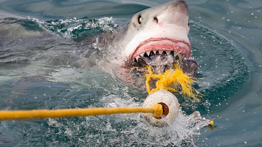 From Cape Town: Shark Cage Diving and Penguin Tour - Who should choose this day trip?