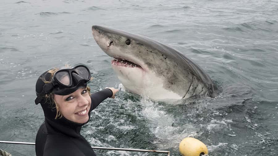 From Cape Town: Shark Cage Diving and Penguin Tour - Preparing for the shark cage