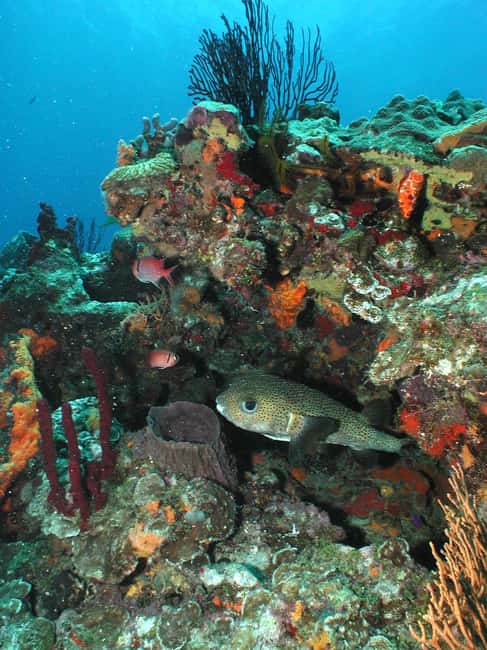 From Castries: St. Lucia Scuba Diving Excursion - Anse Cochon Shipwrecks and Reef Structure