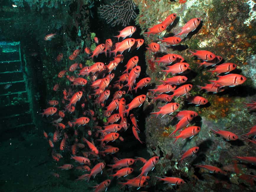 From Castries: St. Lucia Scuba Diving Excursion - Equipment, Lunch, and the Real Price