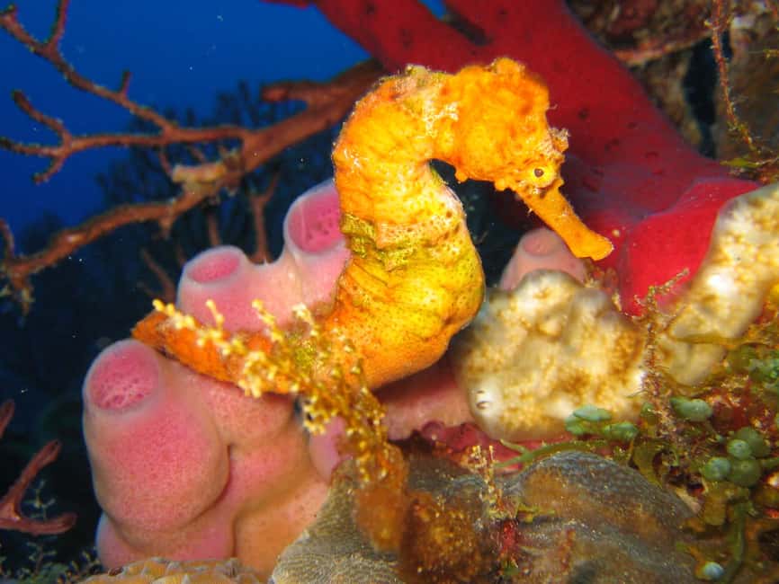 From Castries: St. Lucia Scuba Diving Excursion - Should You Book This St. Lucia Scuba Excursion?