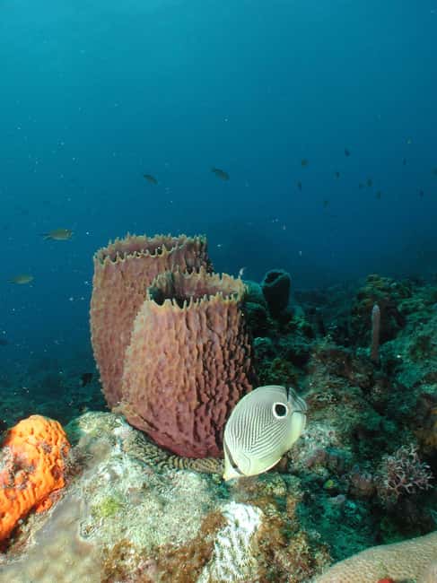 From Castries: St. Lucia Scuba Diving Excursion - Starting from Castries and Reaching the West Coast