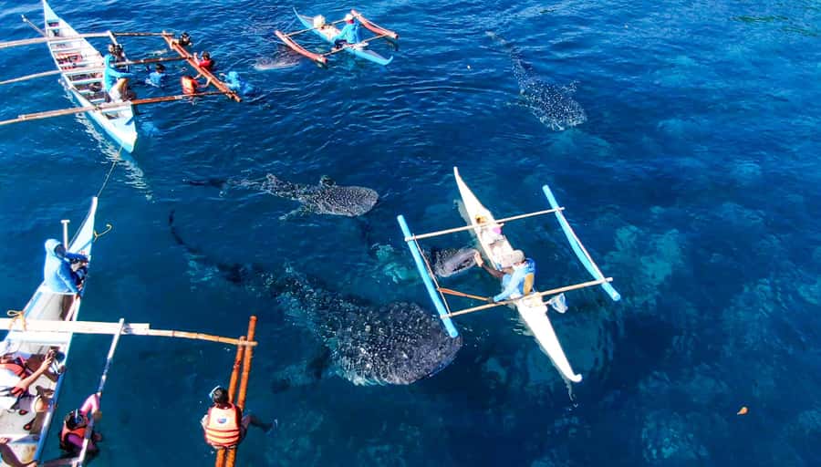 From Cebu City: Scuba Diving with Whale Sharks Trip in Oslob - Key points to know before booking