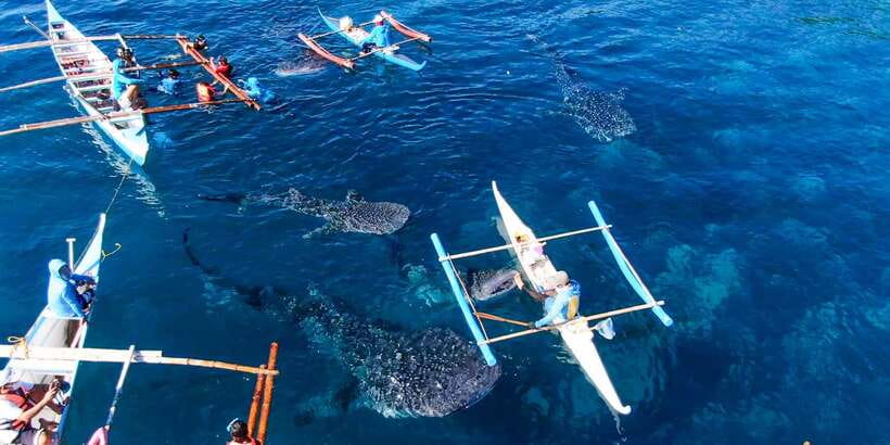 From Cebu City: Scuba Diving with Whale Sharks Trip in Oslob - Who will enjoy this Cebu to Oslob trip?