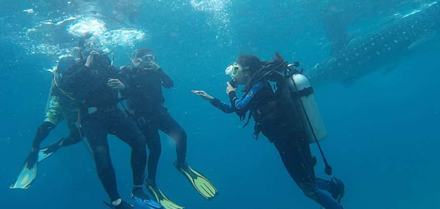 From Cebu City: Scuba Diving with Whale Sharks Trip in Oslob - Arriving at the Oslob whale shark area
