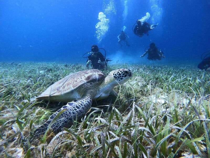 From Cozumel: Chankanaab Cozumel Scuba Diving - Key points to know before you book