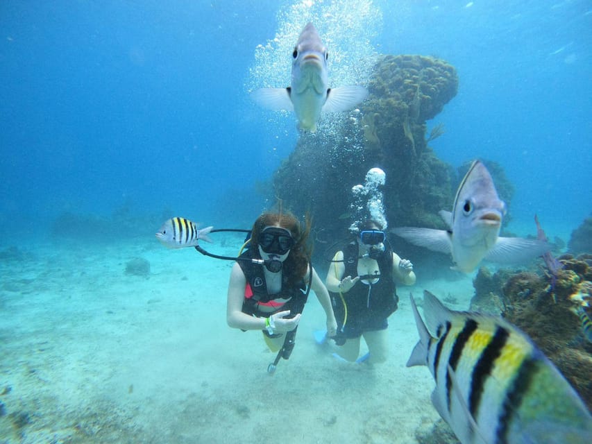 From Cozumel: Chankanaab Cozumel Scuba Diving - Who should choose this Chankanaab experience?
