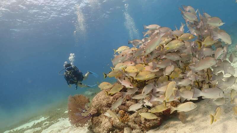 From Cozumel: Chankanaab Cozumel Scuba Diving - The small details that affect your day