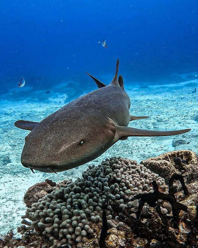 From Cozumel: Double Tank Scuba Diving for Certified Divers - First 45-minute session on a Cozumel reef