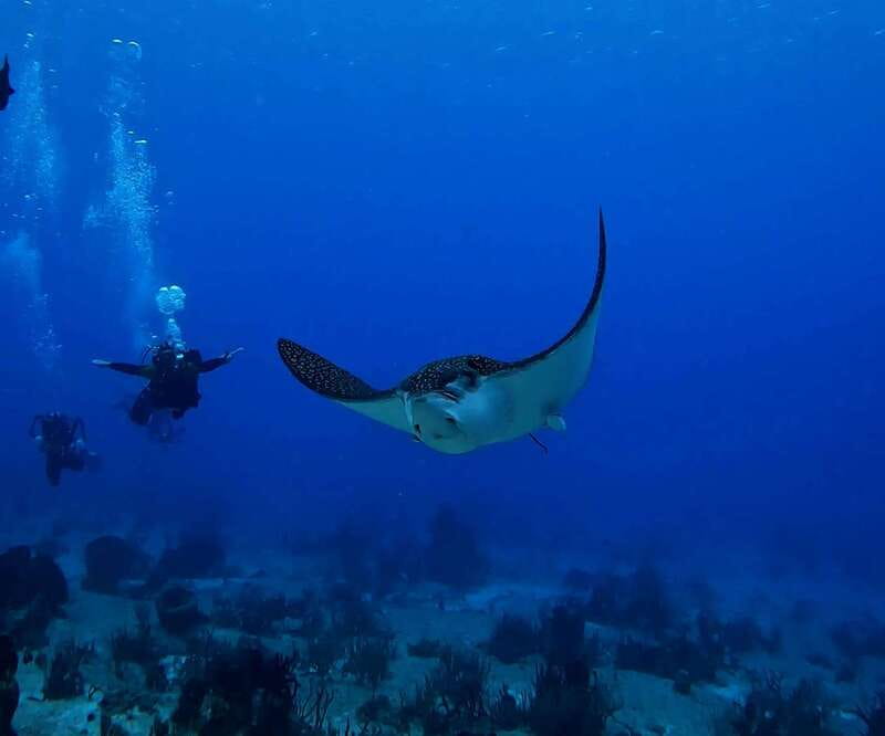 From Cozumel: Double Tank Scuba Diving for Certified Divers - Who should book this Cozumel outing?