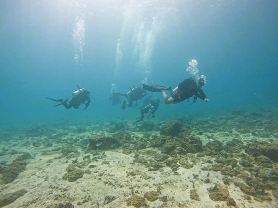From Dubai: 2 Dives for Certified Divers with BBQ & Transfer - The second one-hour session: a different site