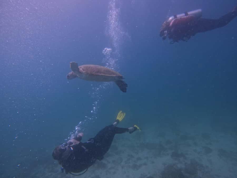 From Dubai: 2 Dives for Certified Divers with BBQ & Transfer - Preparing at Reef Oasis in Fujairah