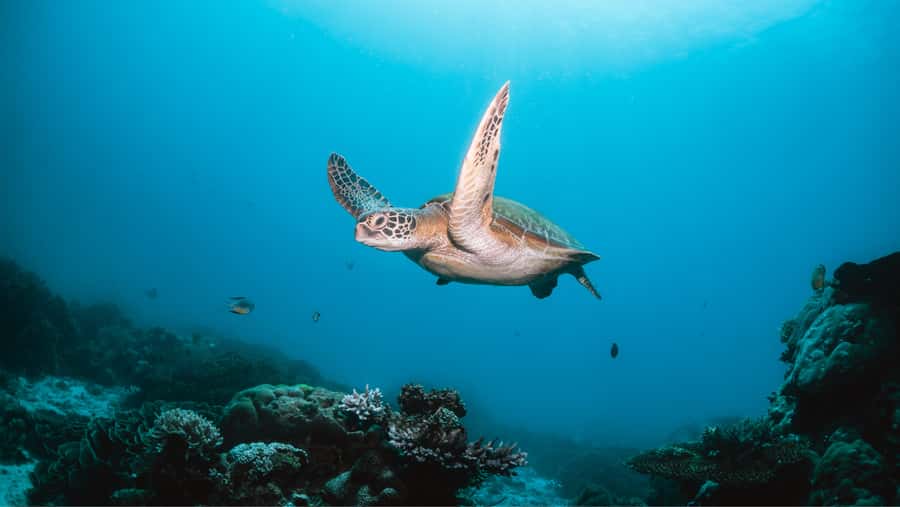 From Dubai: Discovery Scuba Diving & Snorkeling In Fujairah - From Dubai to Dibba, Allow Time for the Road