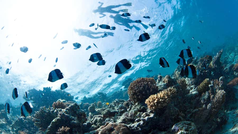 From Dubai: Discovery Scuba Diving & Snorkeling In Fujairah - The Boat Session Starts With Clear Instructions