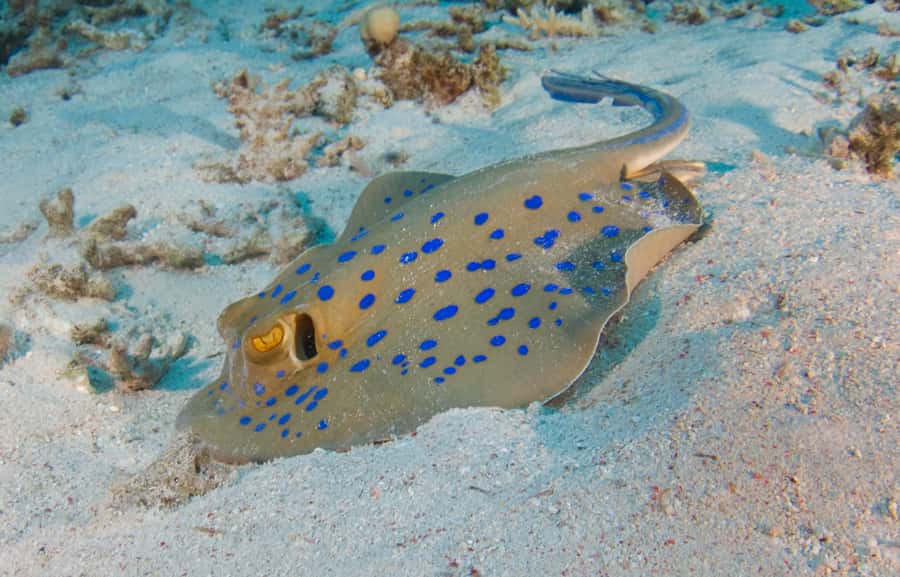 From Dubai: Fujairah Half-Day Scuba Dive and Snorkeling - Key Points Before You Book