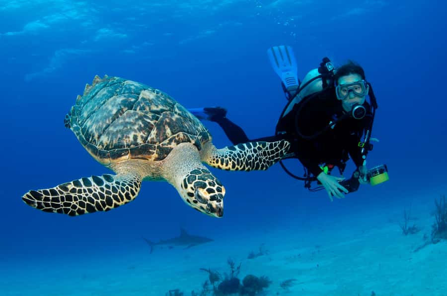 From Dubai: Fujairah Half-Day Scuba Dive and Snorkeling - The Boat Ride to the Coral Sites
