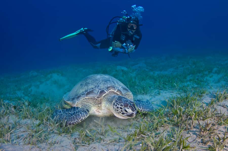 From Dubai: Fujairah Half-Day Scuba Dive and Snorkeling - Snorkeling Adds Value to the Morning