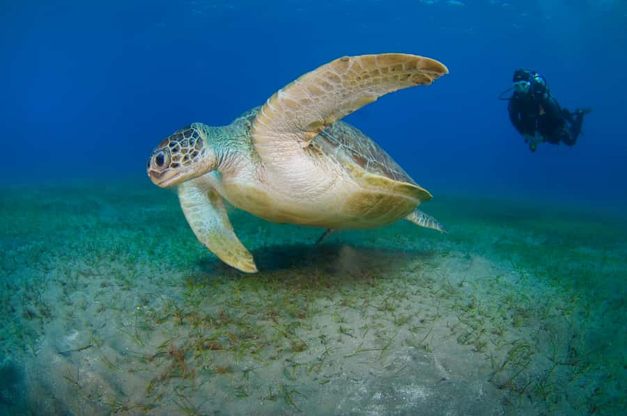 From Dubai: Fujairah Half-Day Scuba Dive and Snorkeling - Is the $157 Price Good Value?