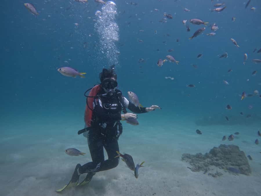 From Dubai: Try Scuba Diving, Snorkeling with BBQ & Transfer - Why Fujairah Makes Sense for Scuba Beginners