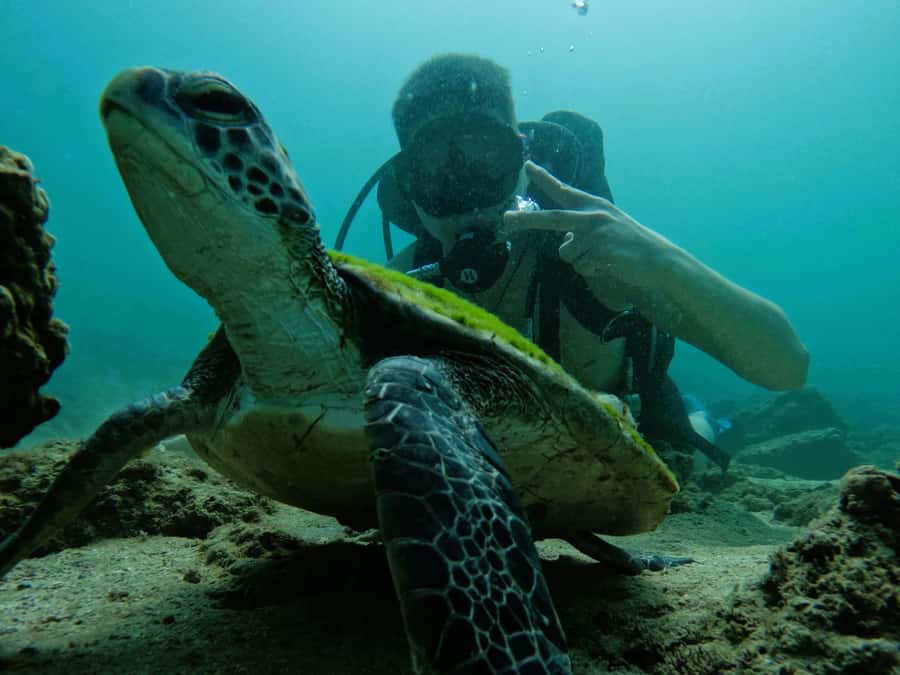 From Dubai: Try Scuba Diving, Snorkeling with BBQ & Transfer - BBQ Lunch at Reef Oasis Diving Center