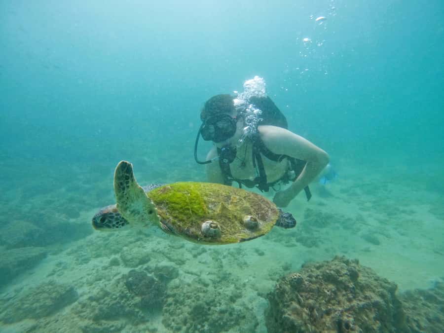 From Dubai: Try Scuba Diving, Snorkeling with BBQ & Transfer - Who Will Enjoy This Most