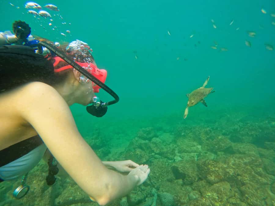 From Dubai: Try Scuba Diving, Snorkeling with BBQ & Transfer - Booking Details Worth Knowing