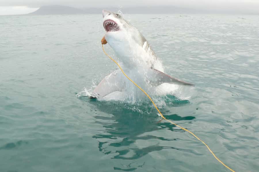 From Hermanus: Cruise with Shark Cage Dive and Lunch - Key points to know before you book