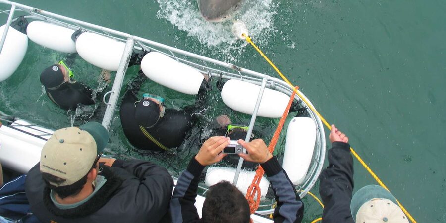 From Hermanus: Cruise with Shark Cage Dive and Lunch - Who will enjoy this most?