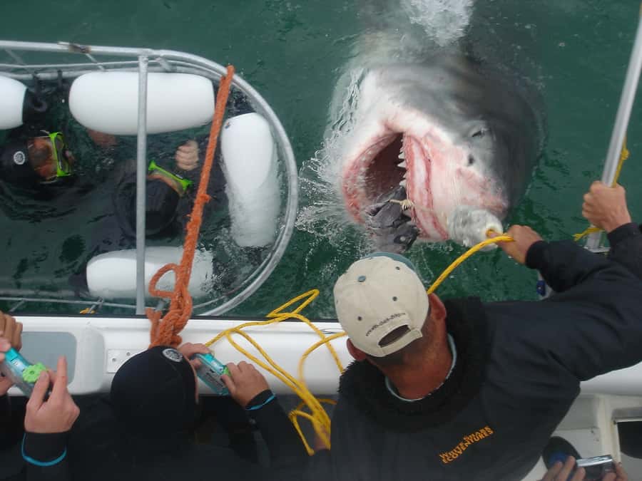 From Hermanus: Cruise with Shark Cage Dive and Lunch - Reaching Kleinbaai Harbour from Hermanus