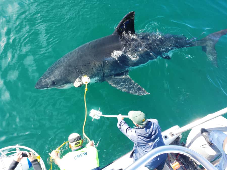 From Hermanus: Cruise with Shark Cage Dive and Lunch - The ride to Shark Alley