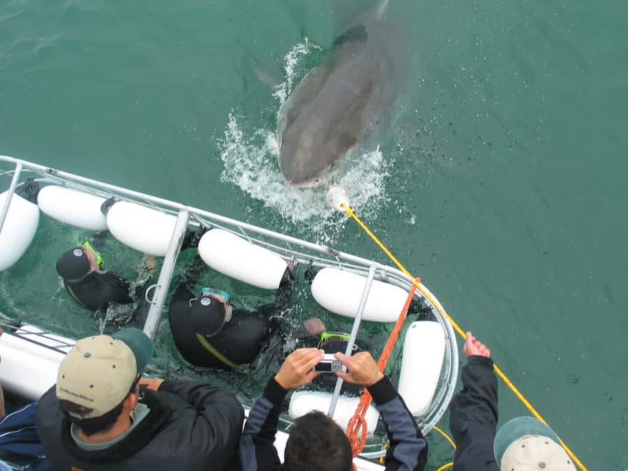 From Hermanus: Cruise with Shark Cage Dive and Lunch - What you might see near the cage