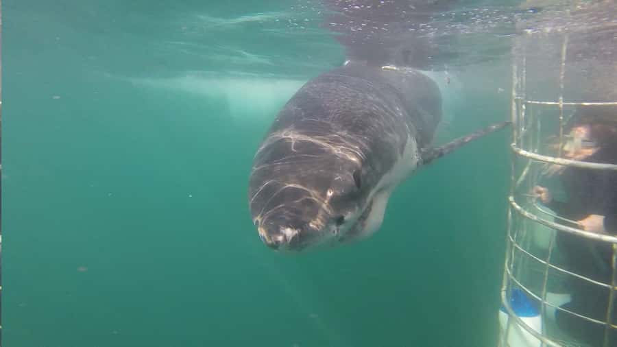 From Hermanus: Cruise with Shark Cage Dive and Lunch - Three hours at sea with the crew