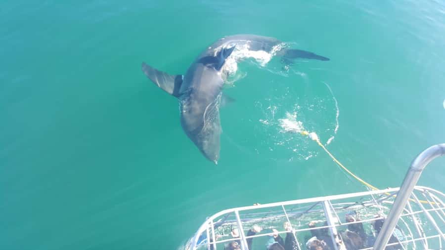 From Hermanus: Cruise with Shark Cage Dive and Lunch - Visibility, cameras, and the reality of cold water