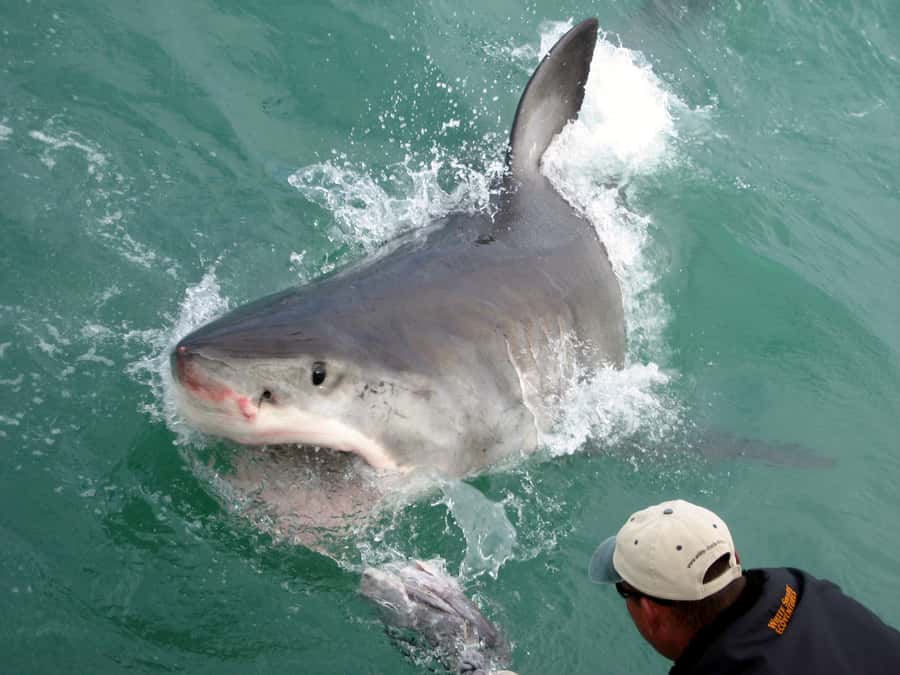From Hermanus: Cruise with Shark Cage Dive and Lunch - Lunch and the return to shore