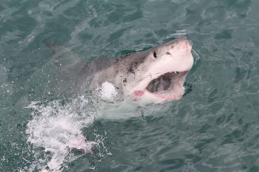 From Hermanus: Cruise with Shark Cage Dive and Lunch - Is the $168 price good value?
