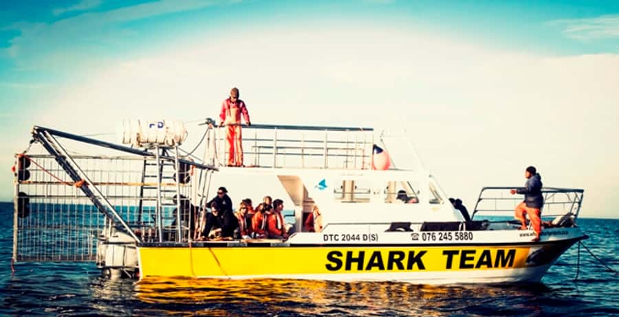 From Hermanus or Cape Town: Shark Cage Diving Experience - Key things to know before you book