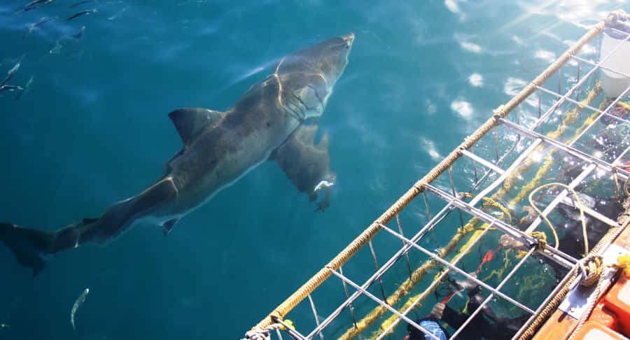 From Hermanus or Cape Town: Shark Cage Diving Experience - From Cape Town or Hermanus to Gansbaai