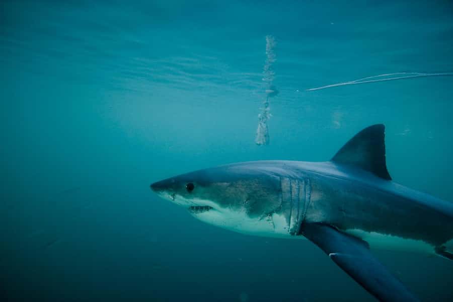 From Hermanus or Cape Town: Shark Cage Diving Experience - A clear safety talk and marine briefing